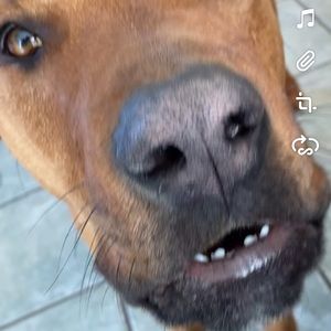 Meet your Posher, Sophi